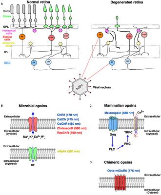 Current approaches to vision restoration using optogenetic therapy